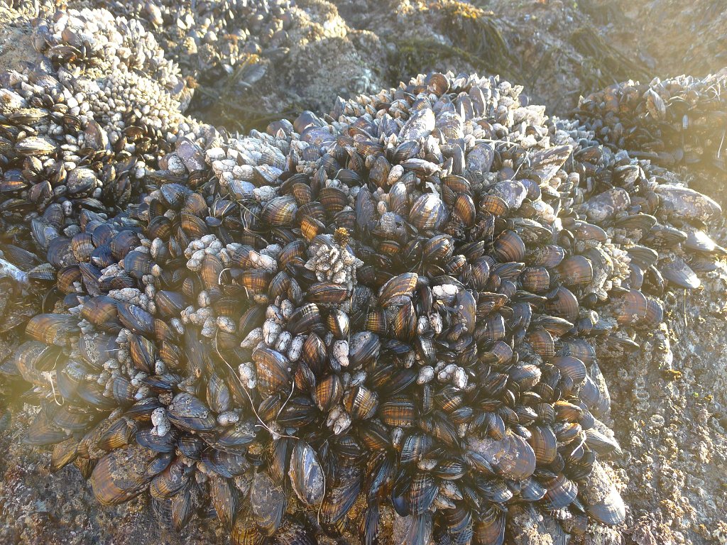 2014-01-17 PointReyesCamping 018